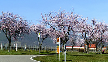 Mandelblüte März 2017